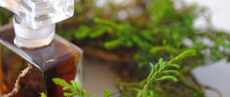 Шипровые ароматы – что это, и какие лучшие для женщин?